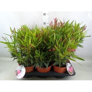 Nerium oleander 'Evolution Candy'