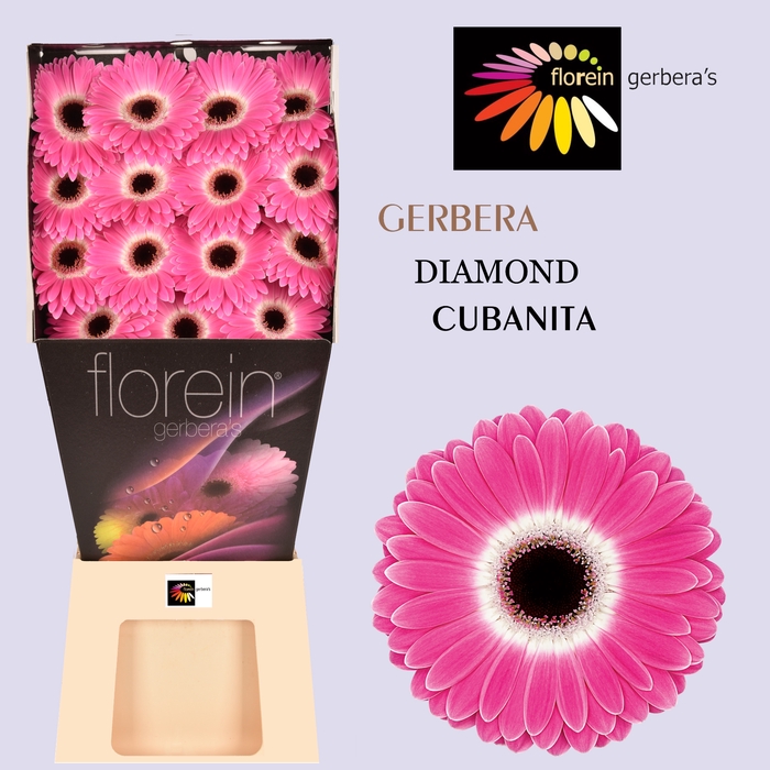 <h4>Gerbera Cubanita Diamond</h4>