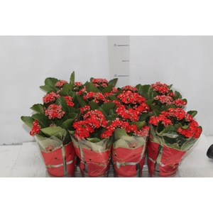 KALANCHOE DOBRADO MINI P09 VERMELHO