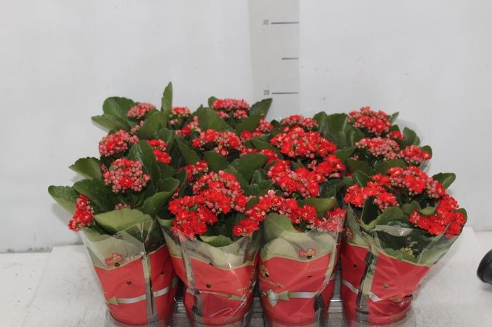 <h4>KALANCHOE DOBRADO MINI P09 VERMELHO</h4>