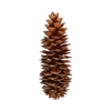 Pinecone Sugar Wax Slv L35