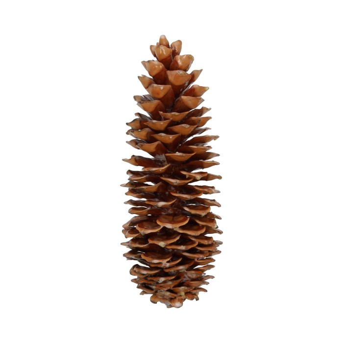 <h4>Pinecone Sugar Wax Slv L35</h4>