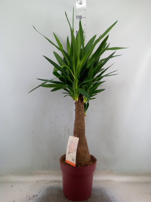 <h4>Yucca elephantipes   ...</h4>