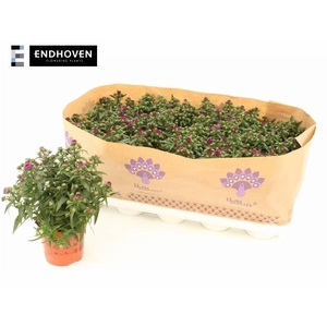 ASTER SHOWM PRET PIN