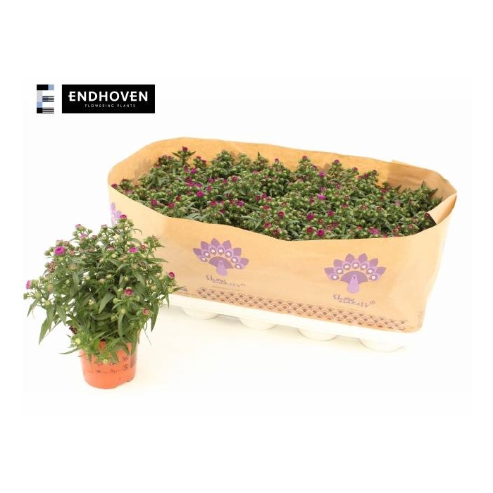 <h4>ASTER SHOWM PRET PIN</h4>