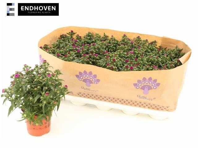 ASTER SHOWM PRET PIN