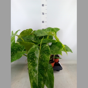 Philodendron   ...
