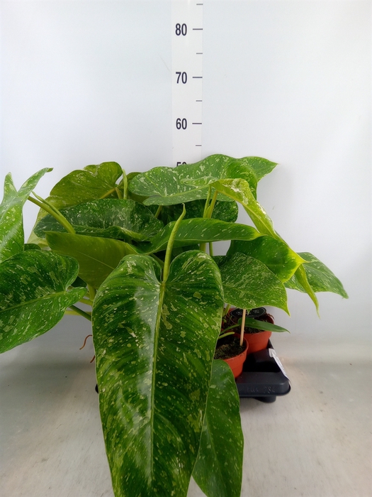 <h4>Philodendron   ...</h4>