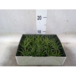 Tillandsia