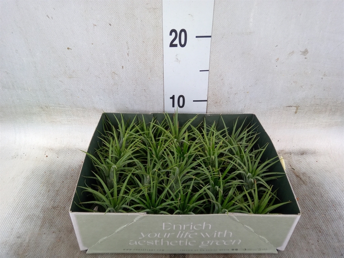 <h4>Tillandsia</h4>