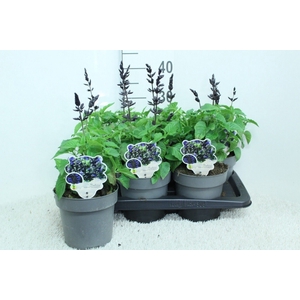 Salvia  'Salgoon Lake Blueberry'