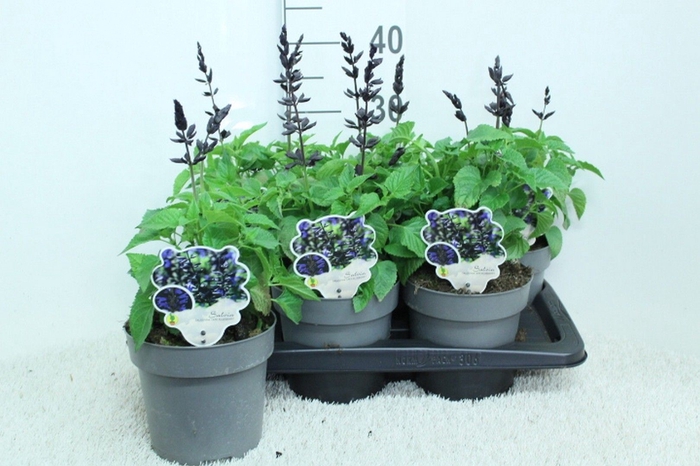 <h4>Salvia  'Salgoon Lake Blueberry'</h4>