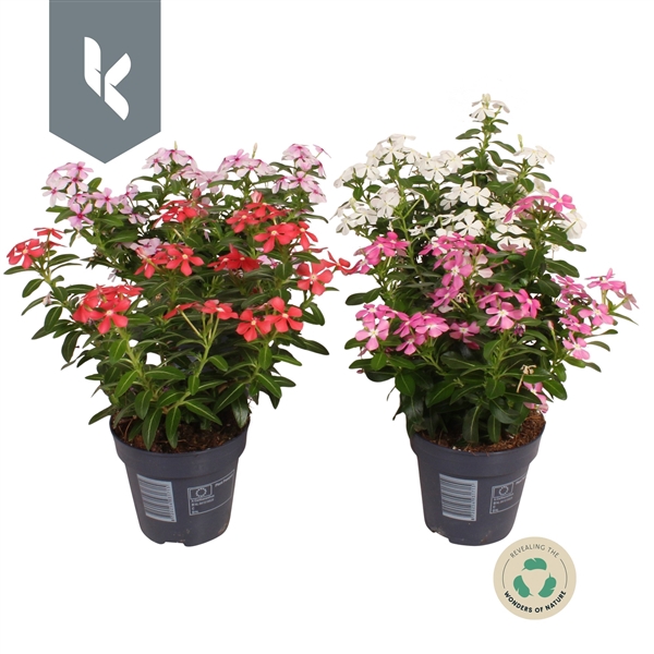 Catharanthus Soirée Mix in de tray, minimaal 3 kleuren
