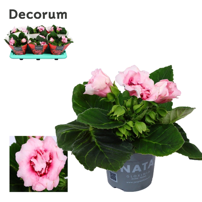 <h4>Gloxinia Sonata pink 13 cm Decorum</h4>