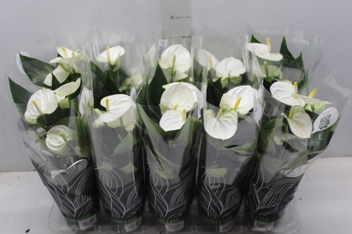 <h4>ANTHURIUM SUCCESS WHITE P12 BRANCO</h4>