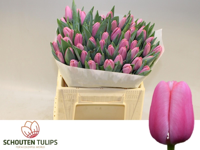 <h4>TU EN TRESOR</h4>