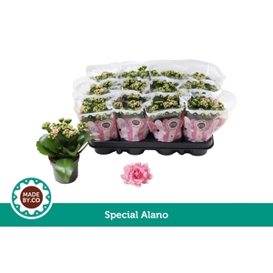 Kalanchoë Special Alano