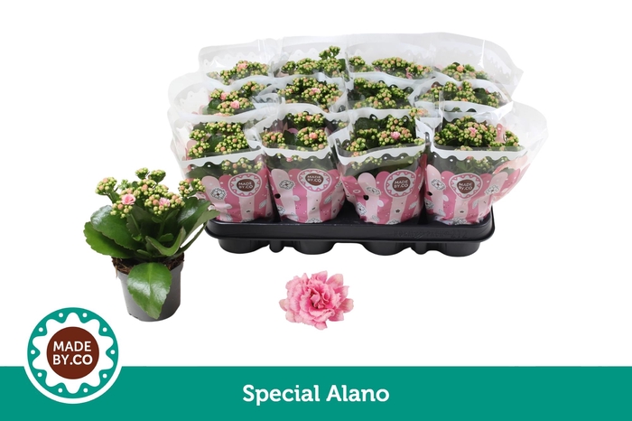 <h4>Kalanchoë Special Alano</h4>