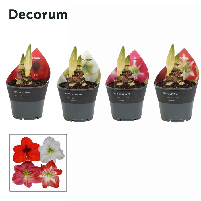 <h4>Amaryllis Mix 2 Knop Extra OP (Decorum)</h4>