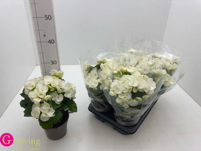 <h4>BEG HL NETJA</h4>