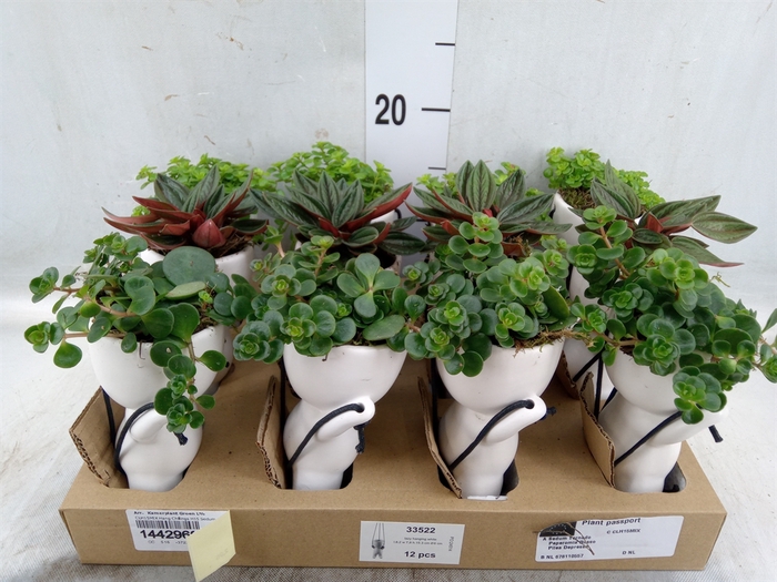 <h4>Arr.   Kamerplant Groen L%</h4>