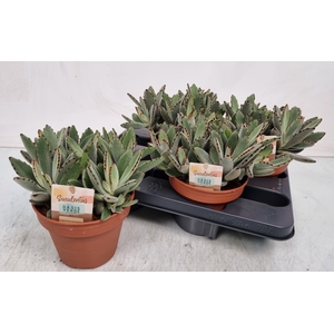 KALANCHOE TOMENTOSA