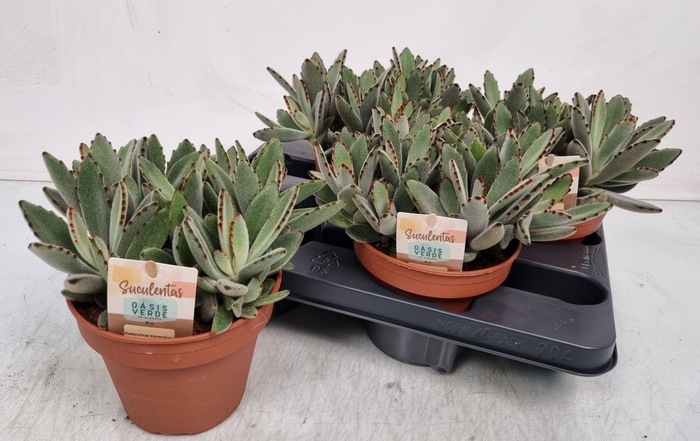 <h4>KALANCHOE TOMENTOSA</h4>