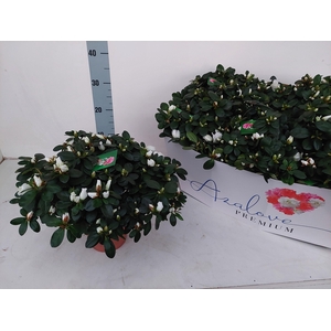 RHODO SI WITTE VOGEL