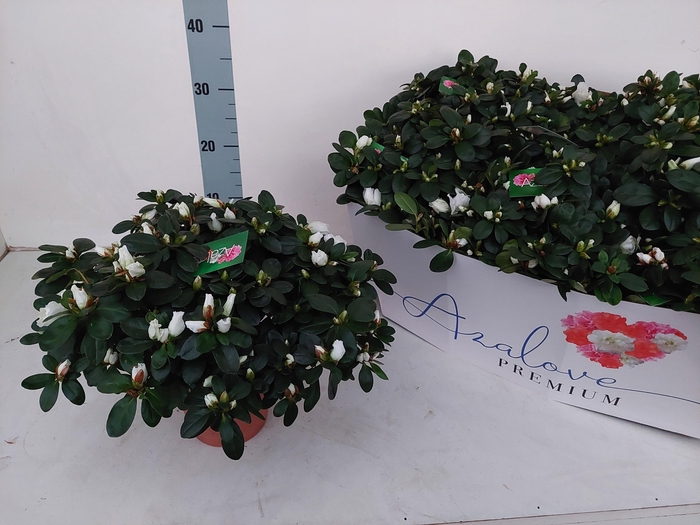 <h4>RHODO SI WITTE VOGEL</h4>