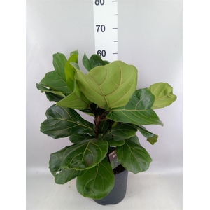 Ficus lyrata