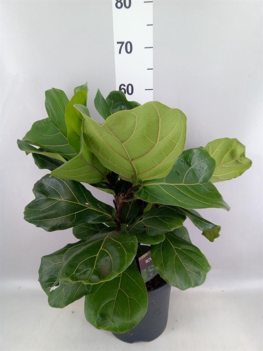 <h4>Ficus lyrata</h4>