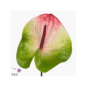 Anthurium zafira