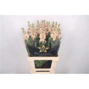 Matth * Premium* Iron Apricot