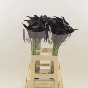 Calla Escape | Dubbelbloemig