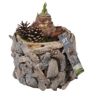 PTAA7548 Arrangementen Hippeastrum