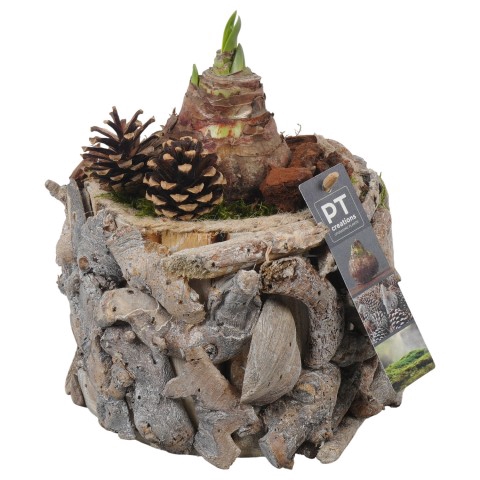 <h4>PTAA7548 Arrangementen Hippeastrum</h4>