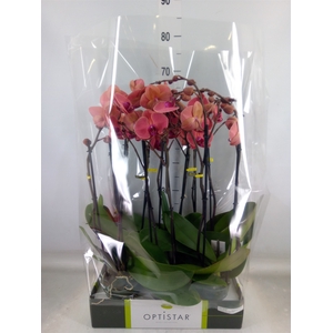 Phalaenopsis   ...orange