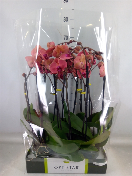 <h4>Phalaenopsis   ...orange</h4>