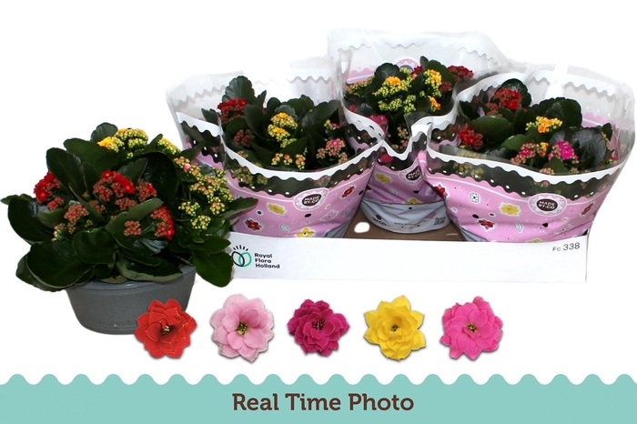 <h4>KAL GE GEM I POT</h4>