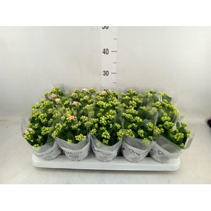 Kalanchoe  'MoreFlow Lillian'