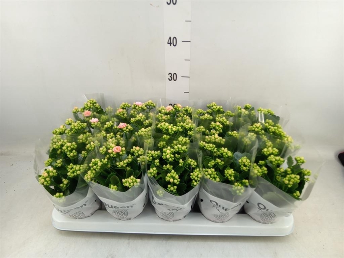 <h4>Kalanchoe  'MoreFlow Lillian'</h4>