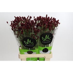 Sanguisorba officinalis 'Red Dream'