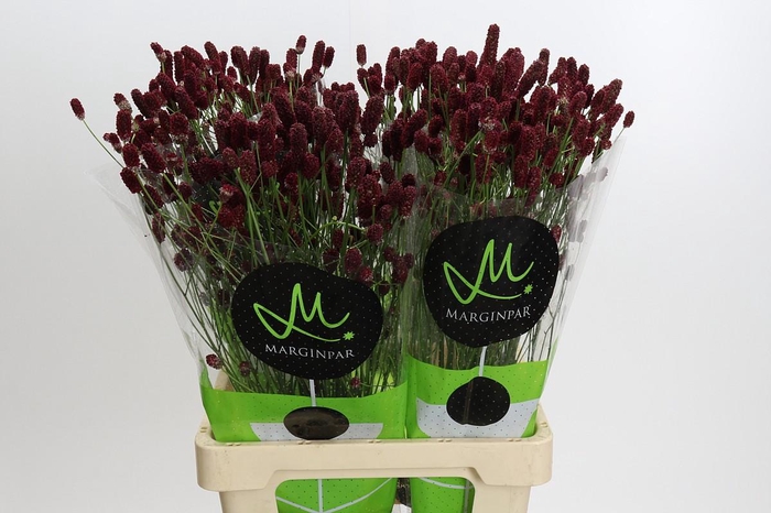 <h4>Sanguisorba officinalis 'Red Dream'</h4>