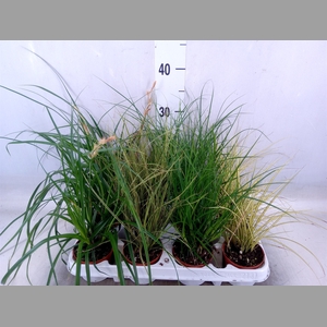 Carex   ...mix