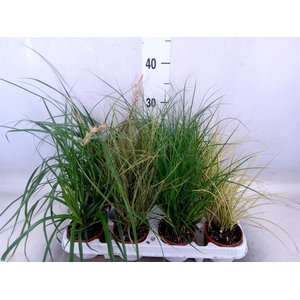 Carex   ...mix