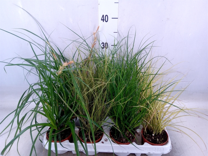 <h4>Carex   ...mix</h4>