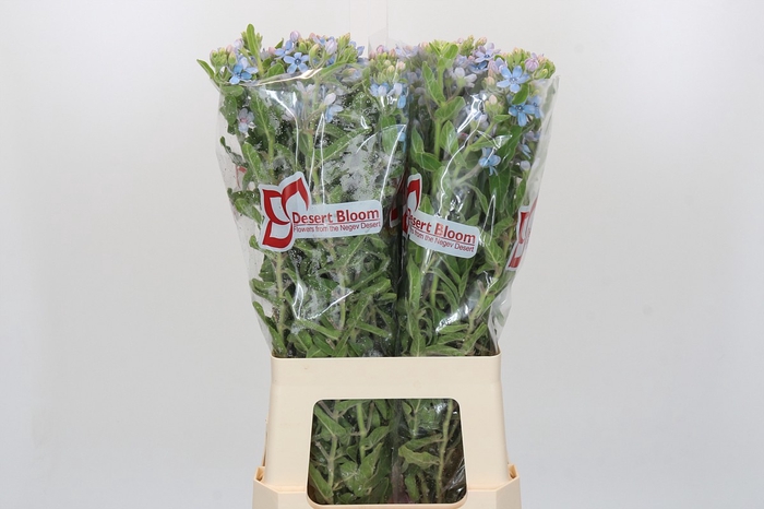 <h4>Oxypetalum Tweedia Blue</h4>