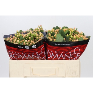 Hypericum Mellow Romance