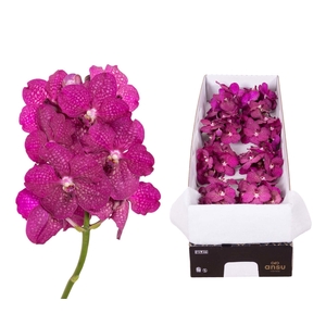 Vanda  'Sumathi Magic Fuchsia'