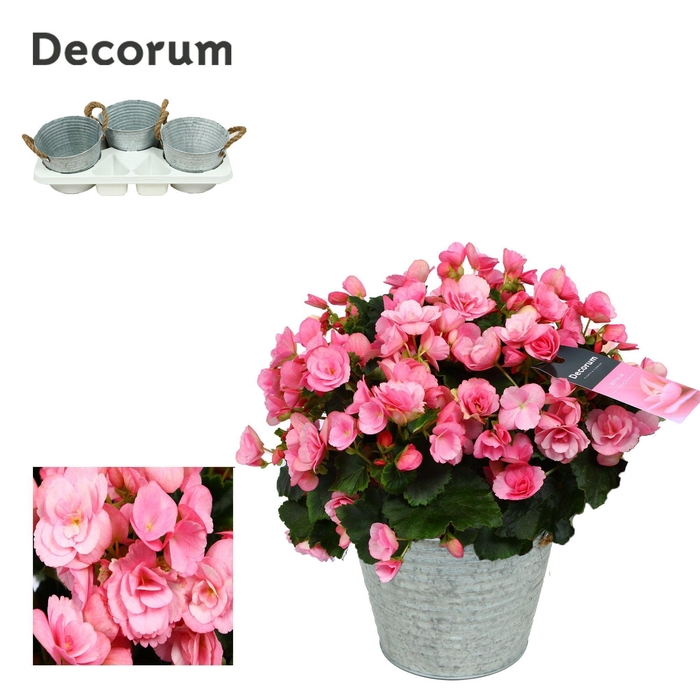 <h4>Begonia ''Betulia Candy'' Outdoor in Zink Sierpot</h4>